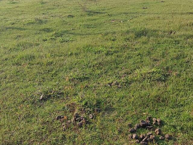 #1865 - CHÁCARAS ACIMA DE 2 HECTARES para Venda em Viamão - RS - 3