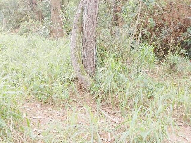 #2456 - TERRENOS EM CONDOMÍNIO FECHADO para Venda em Viamão - RS - 3