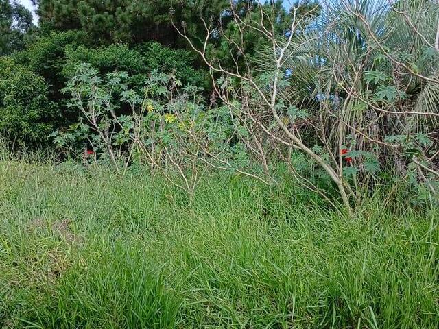 Venda em Águas Claras - Viamão
