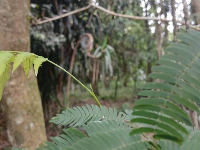 #2781 - TERRENOS EM CONDOMÍNIO FECHADO para Venda em Viamão - RS - 2