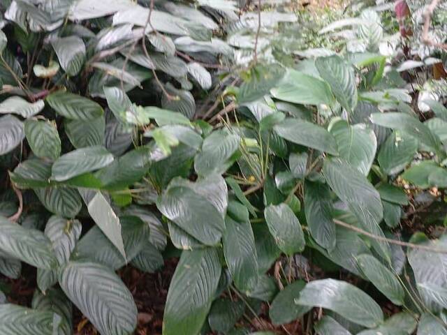 #2784 - IMÓVEIS COMERCIAIS para Venda em Viamão - RS - 1