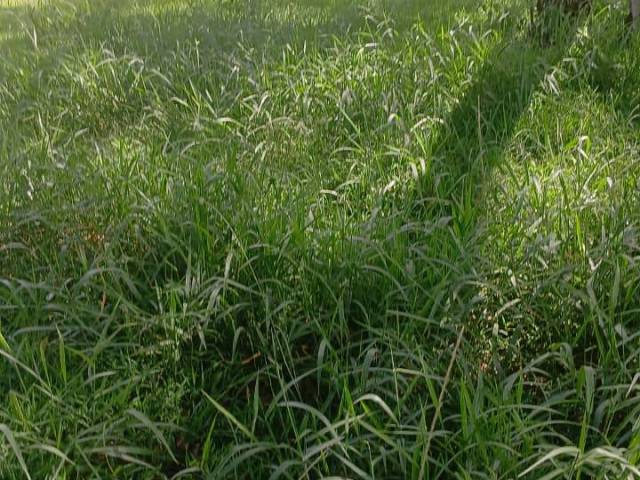  para  em  - 5