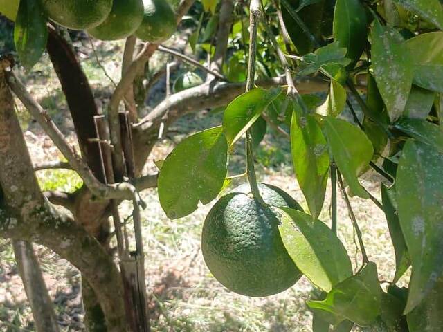 #2876 - TERRENOS FORA DE CONDOMÍNIO para Venda em Viamão - RS - 3
