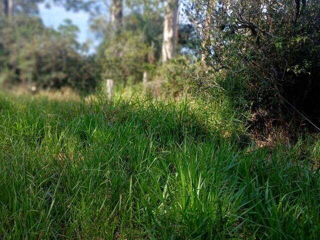 #2893 - SÍTIOS DE 5.000M² ATÉ 2 HECTARES para Venda em Viamão - RS - 3