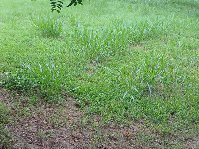 #2895 - CASAS EM CONDOMÍNIO FECHADO para Venda em Viamão - RS