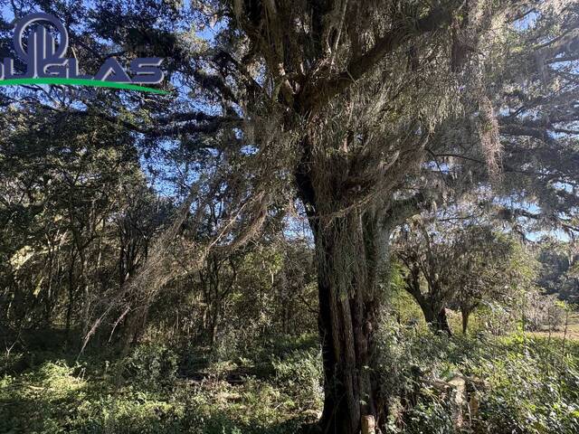 #2972 - CHÁCARAS ACIMA DE 2 HECTARES para Venda em Viamão - RS - 2