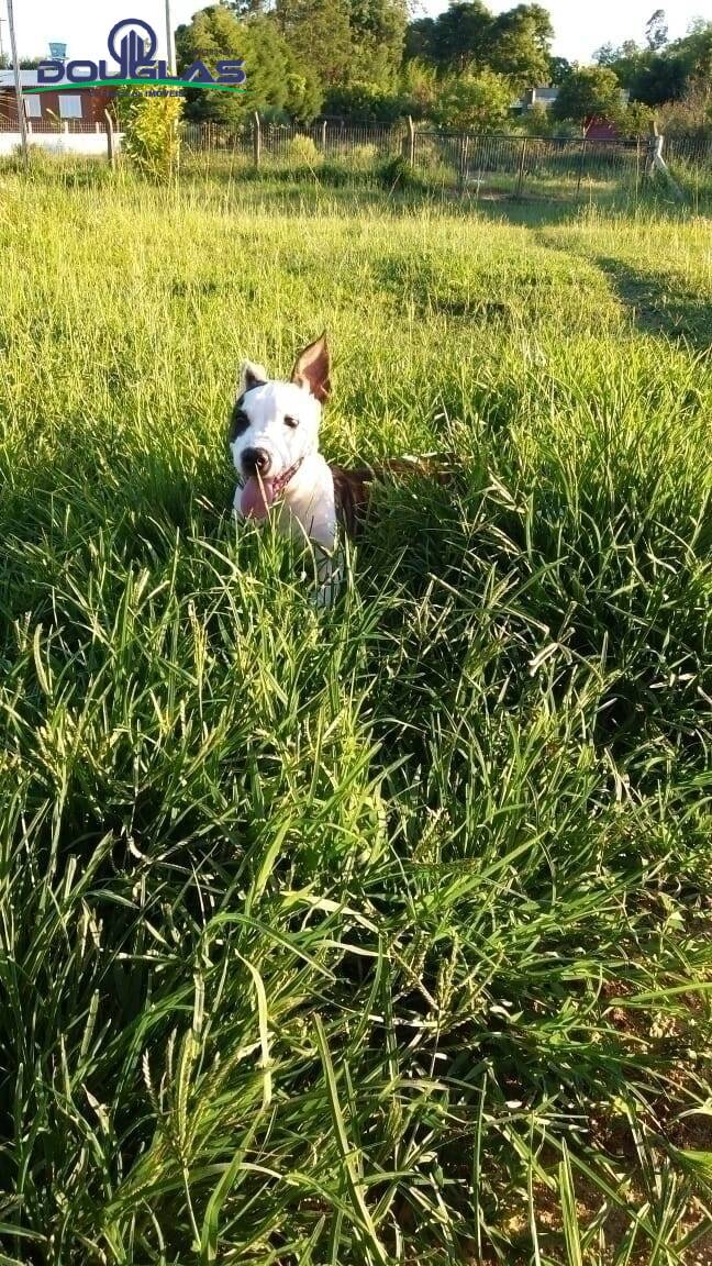 Casa, 3 quartos - Foto 22