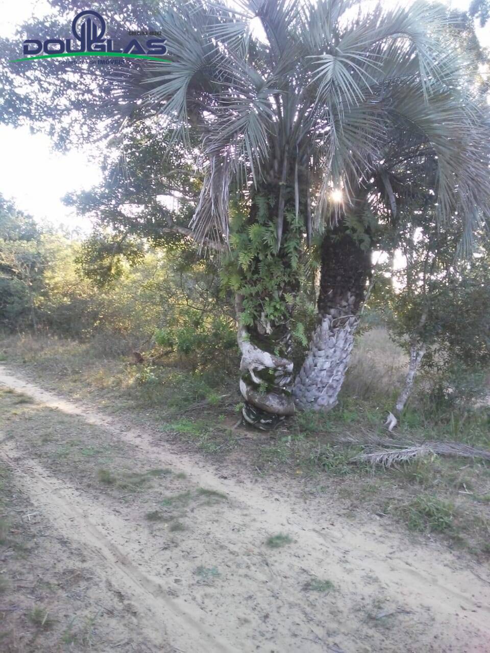 Sítio, 3 quartos, 7 hectares - Foto 4