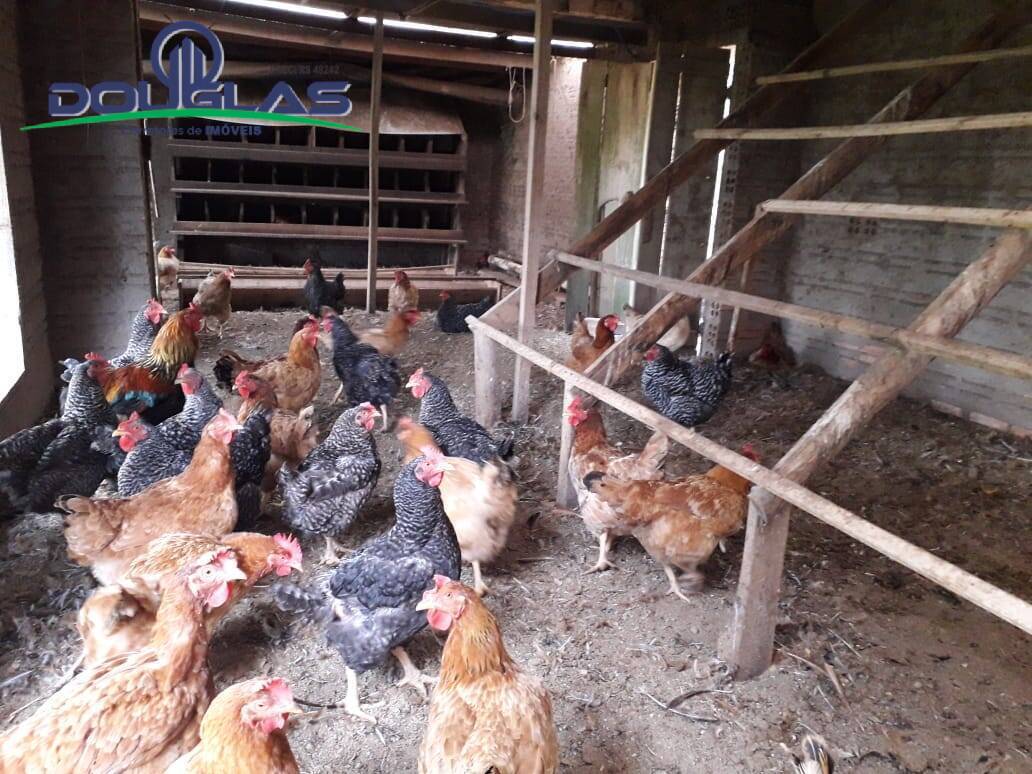 Sítio, 3 quartos, 3 hectares - Foto 7