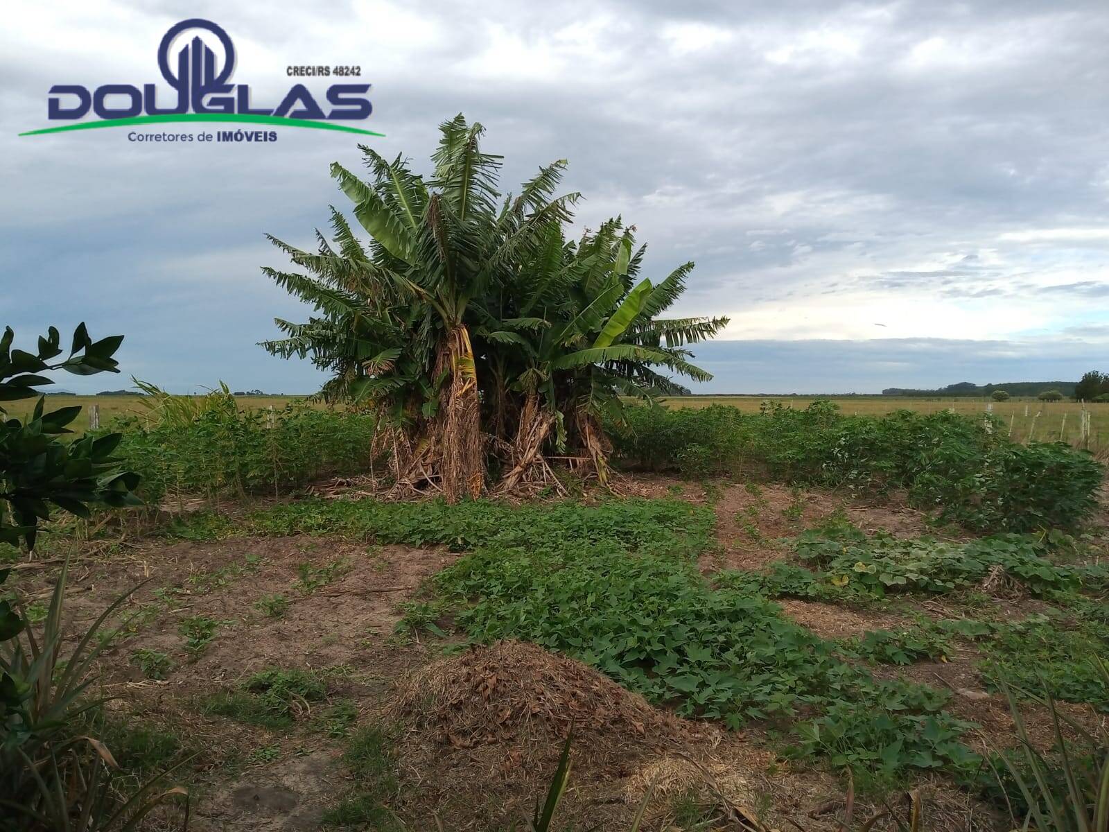 Sítio, 2 quartos, 5000 m² - Foto 4