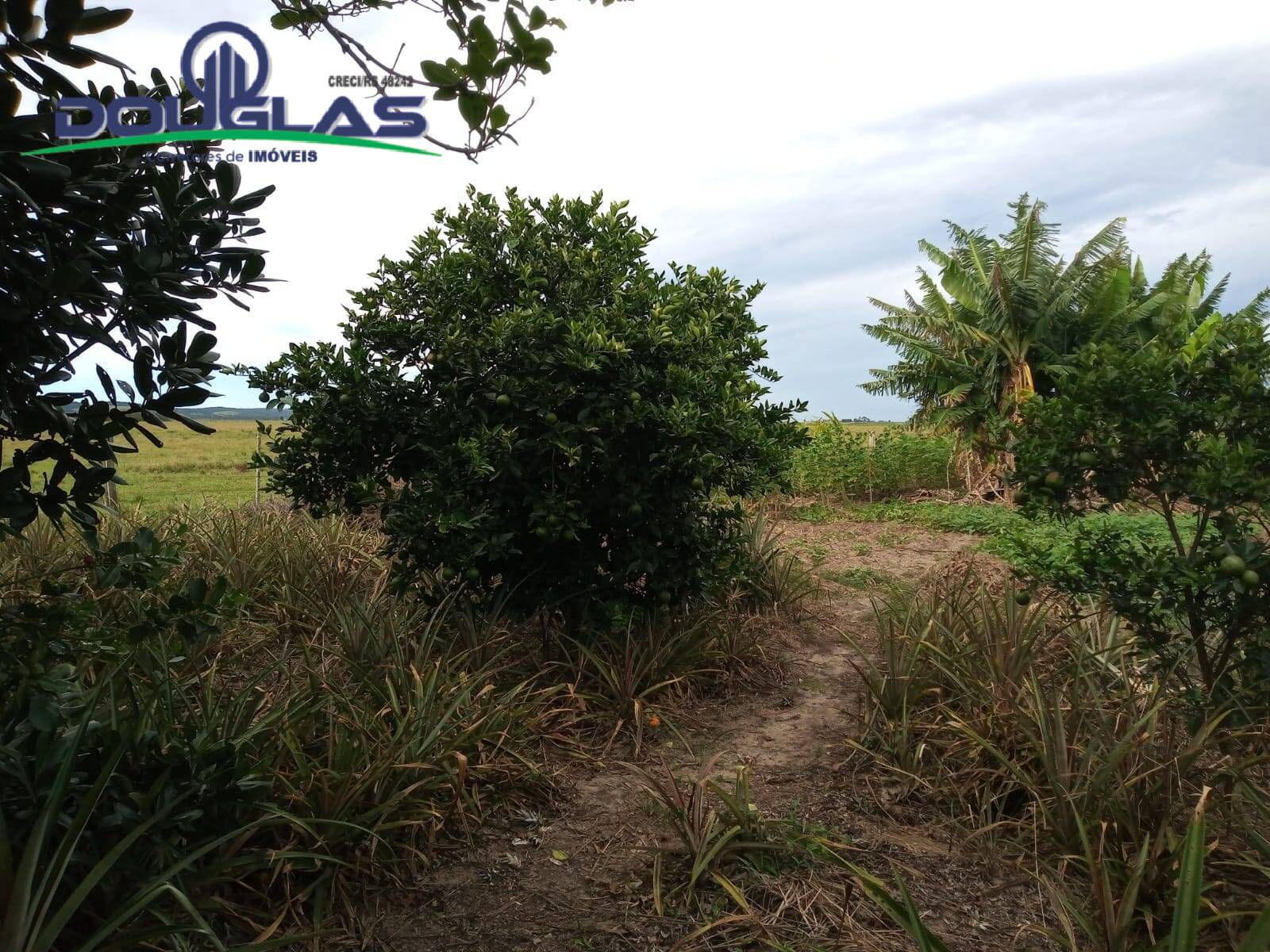 Sítio, 2 quartos, 5000 m² - Foto 5