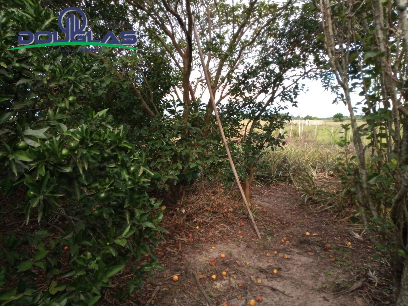 Sítio, 2 quartos, 5000 m² - Foto 8