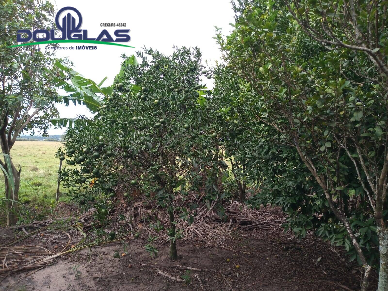 Sítio, 2 quartos, 5000 m² - Foto 12