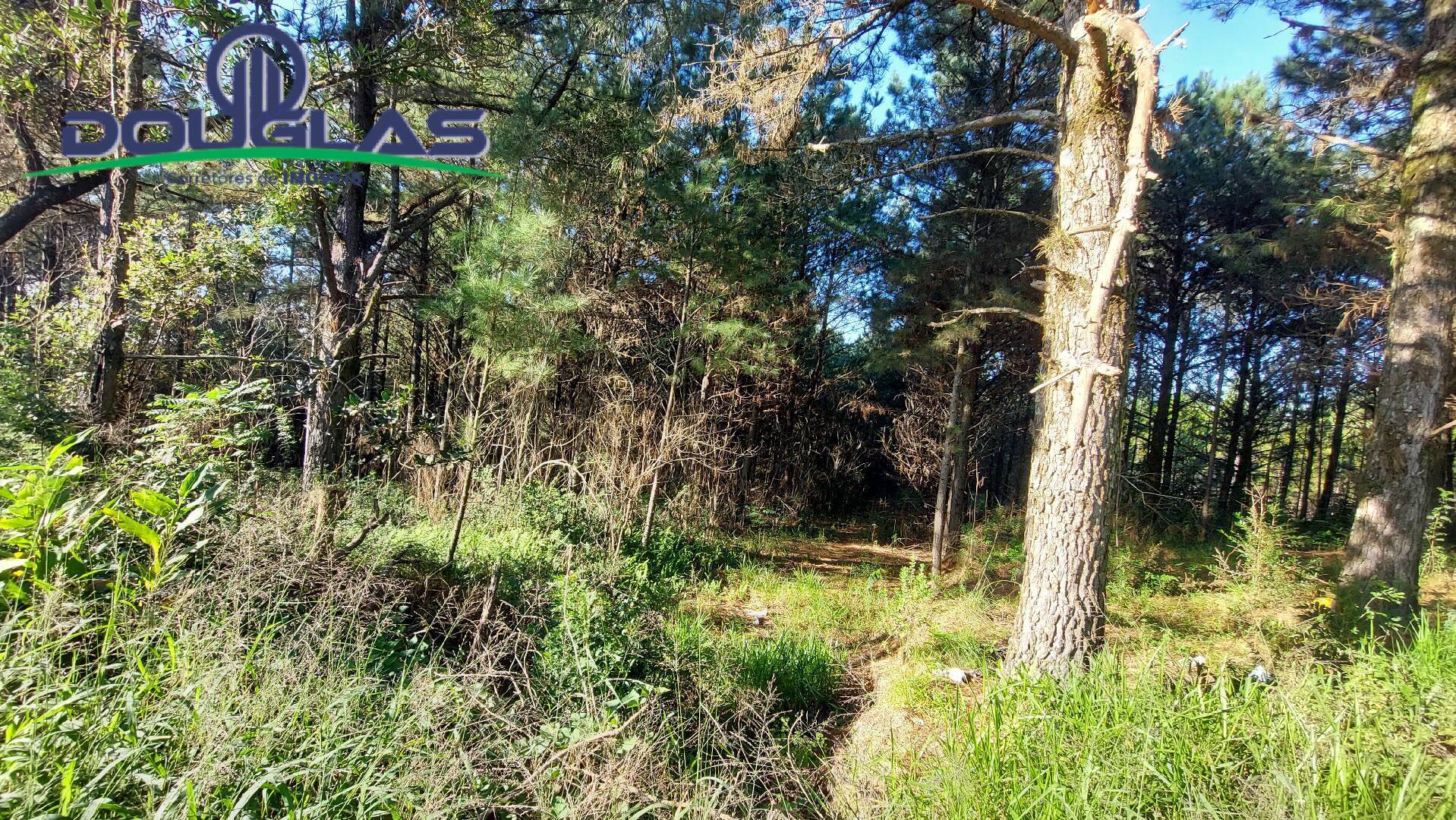 Terreno, 3100 m² - Foto 3