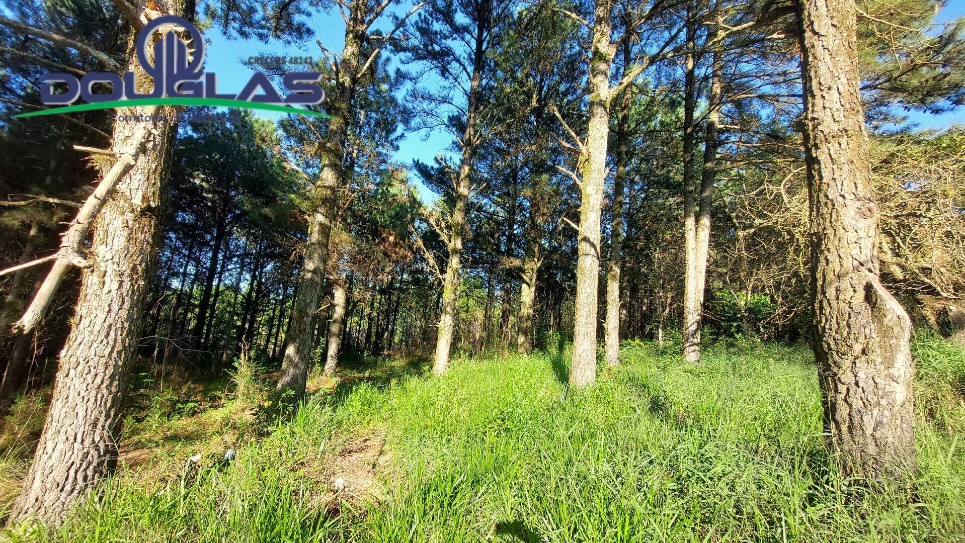 Terreno, 3100 m² - Foto 4