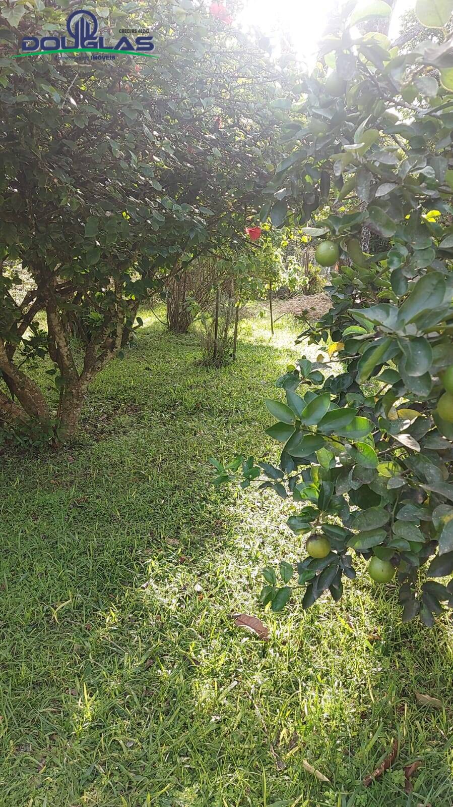 Casa, 3 quartos - Foto 14