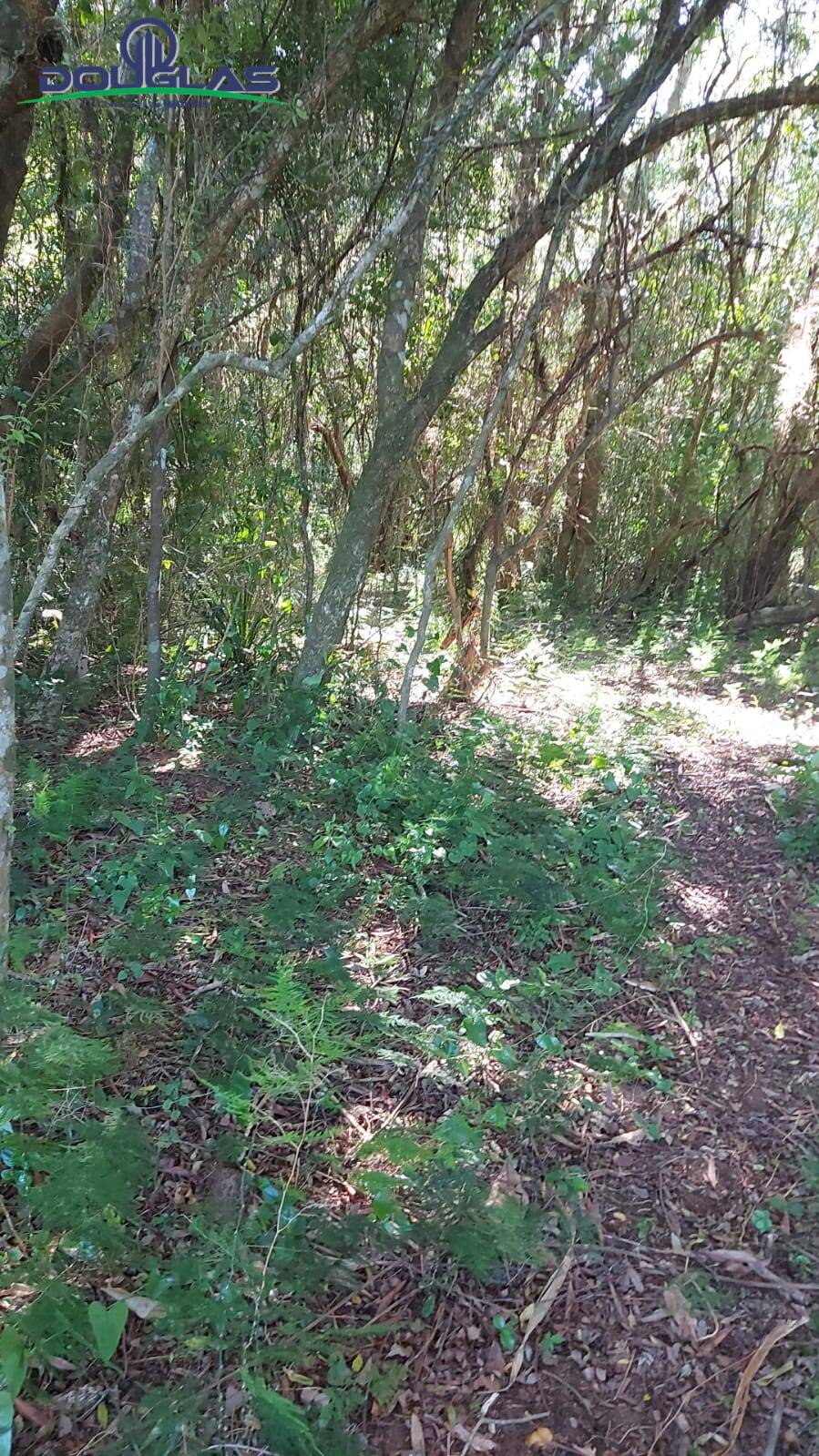 Terreno, 2400 m² - Foto 4