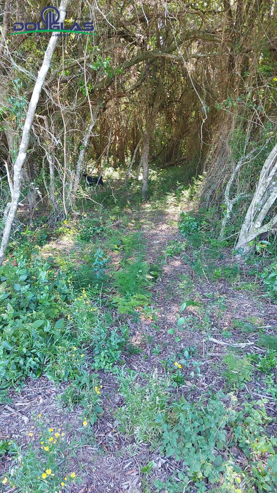 Terreno, 2400 m² - Foto 5