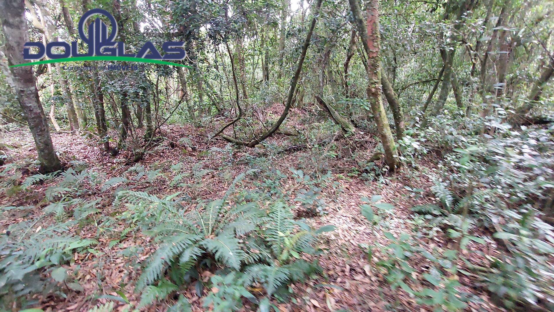 Terreno, 2 hectares - Foto 3