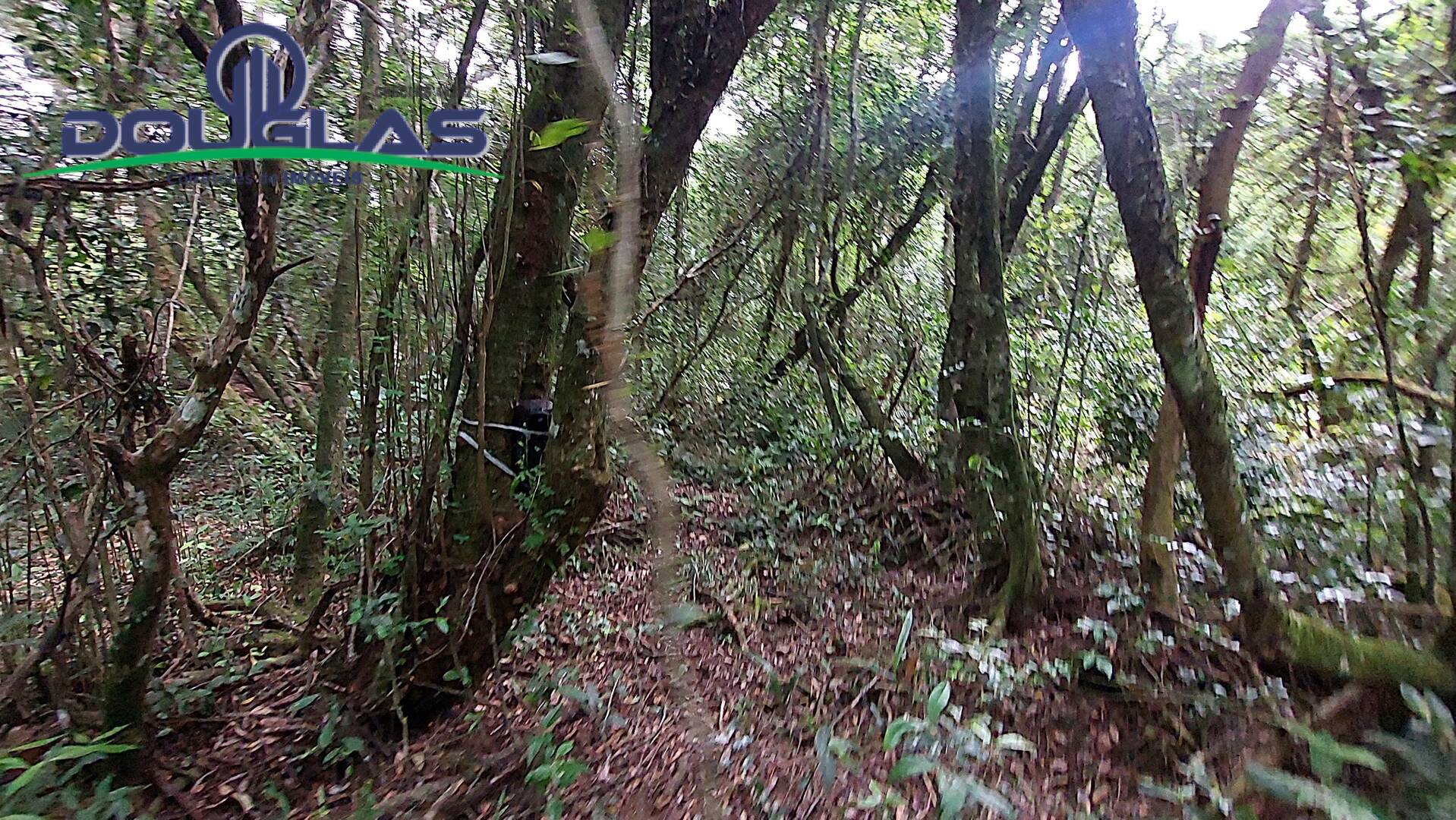 Terreno, 2 hectares - Foto 4