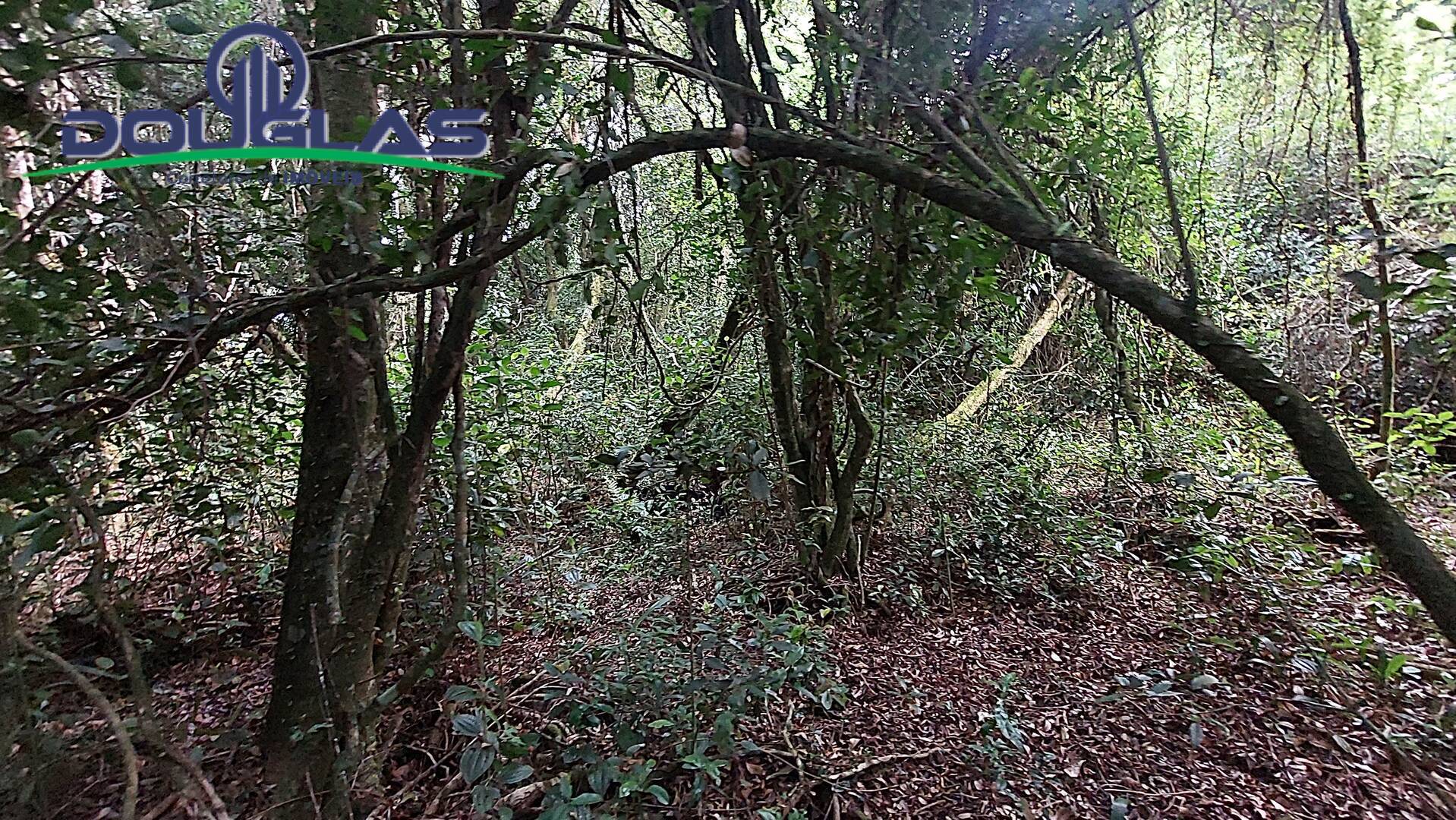 Terreno, 2 hectares - Foto 5