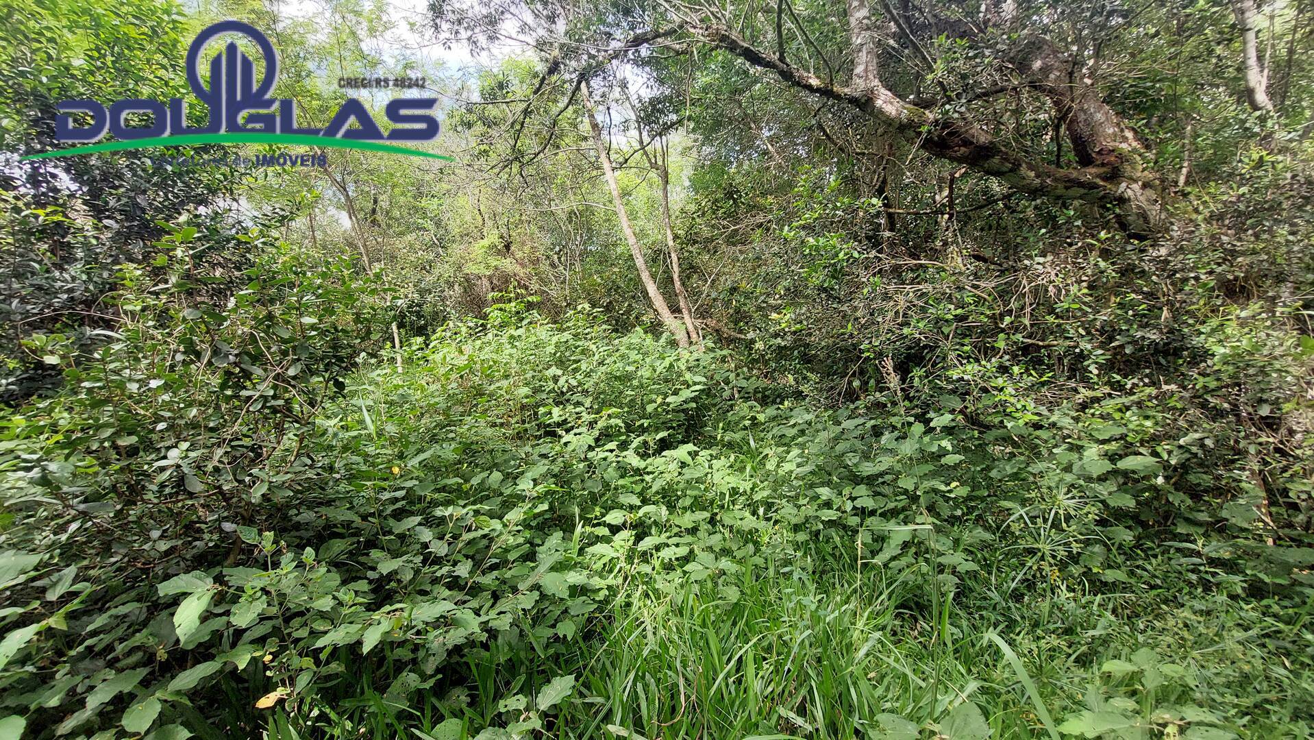 Terreno, 2 hectares - Foto 6