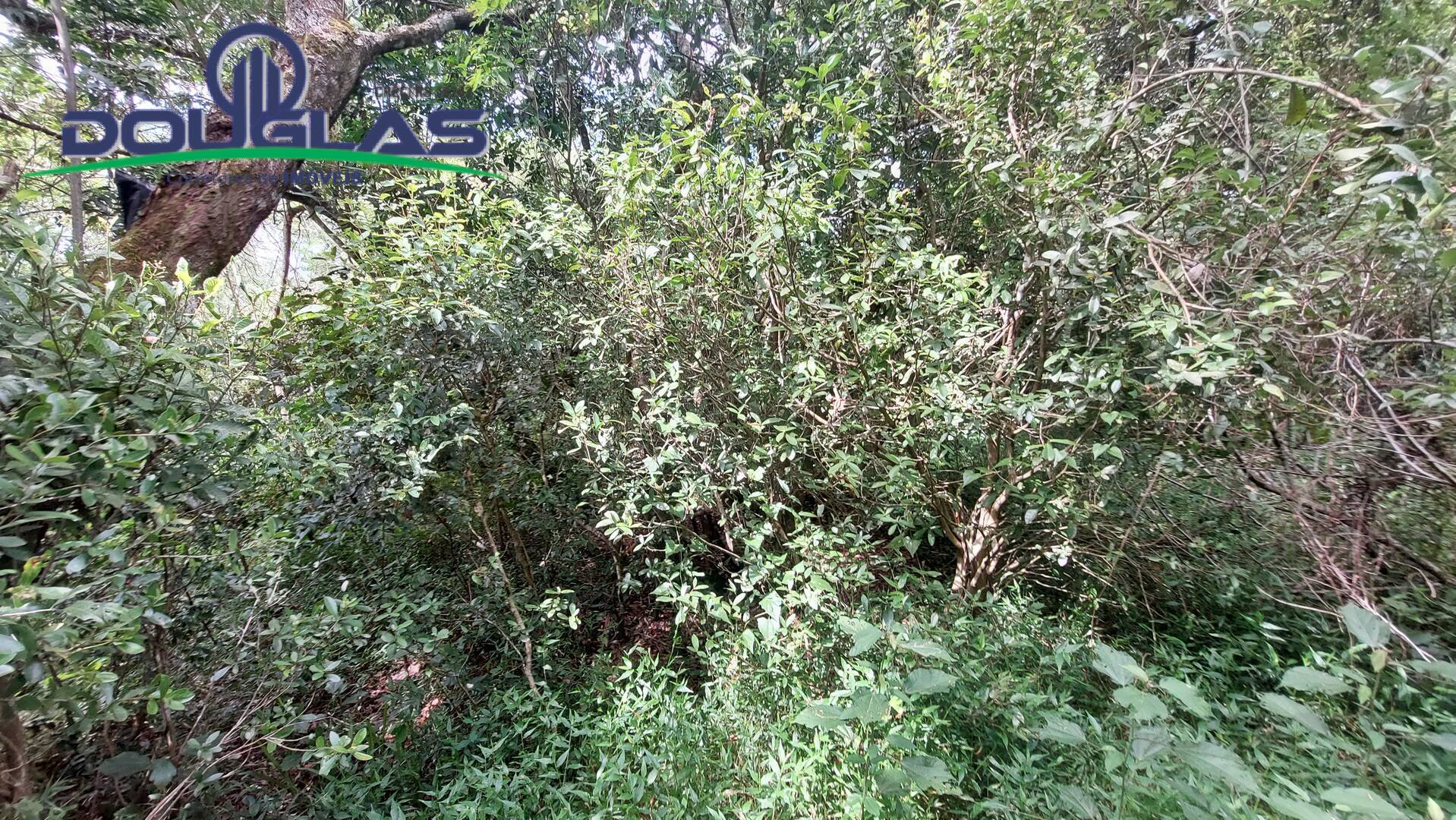 Terreno, 2 hectares - Foto 8