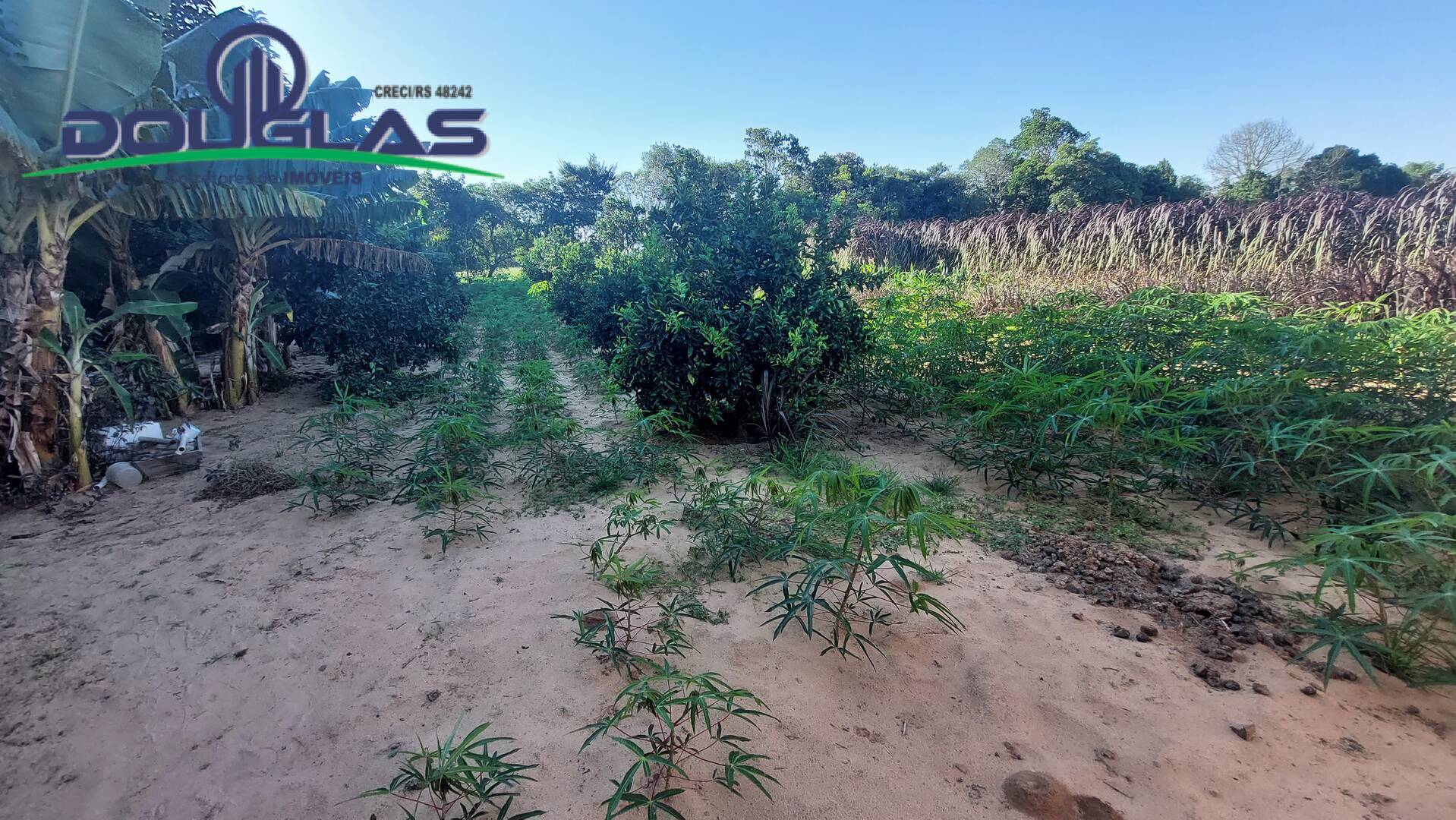 Sítio, 3 quartos, 2 hectares - Foto 35