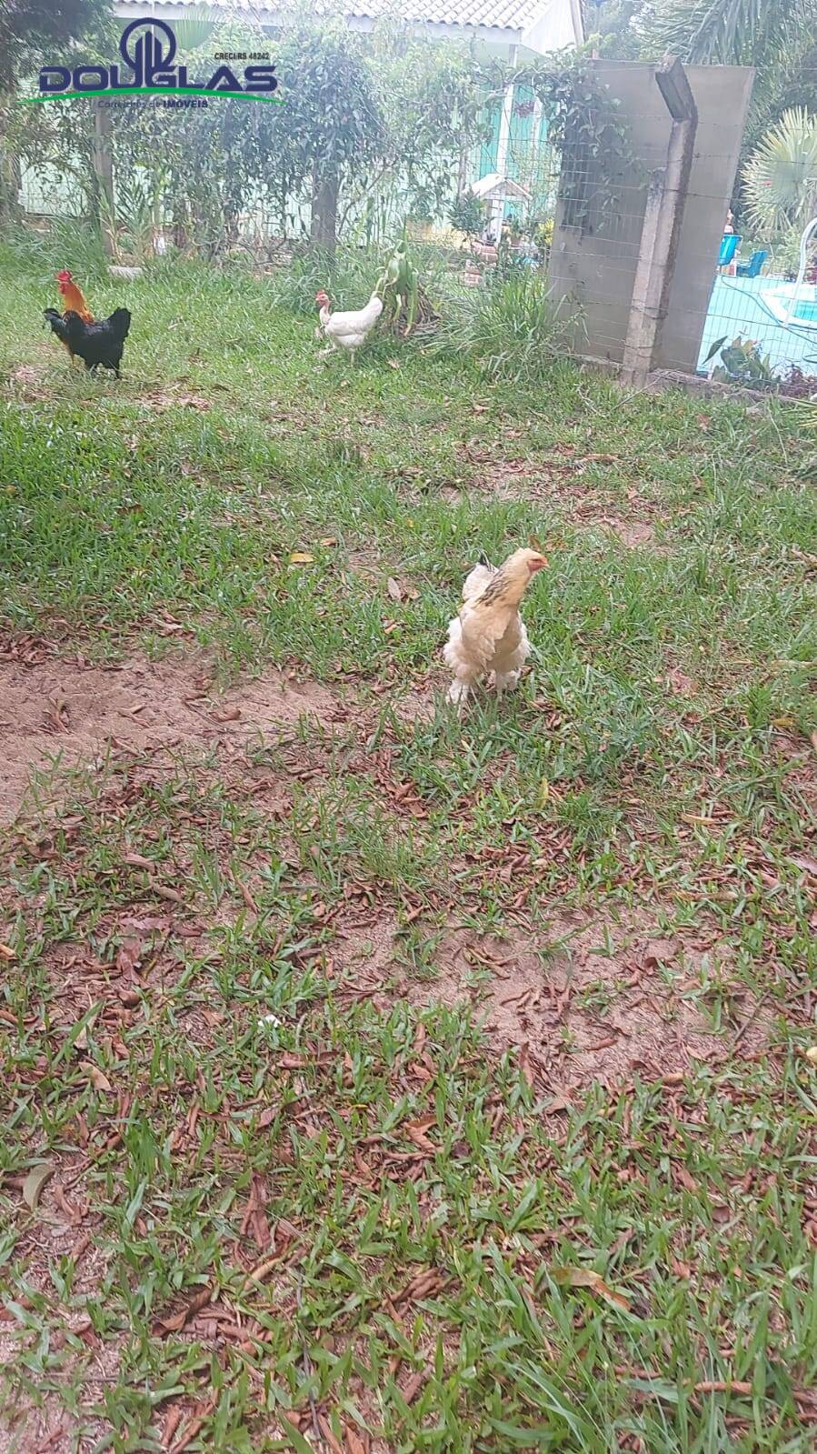 Casa, 3 quartos - Foto 16