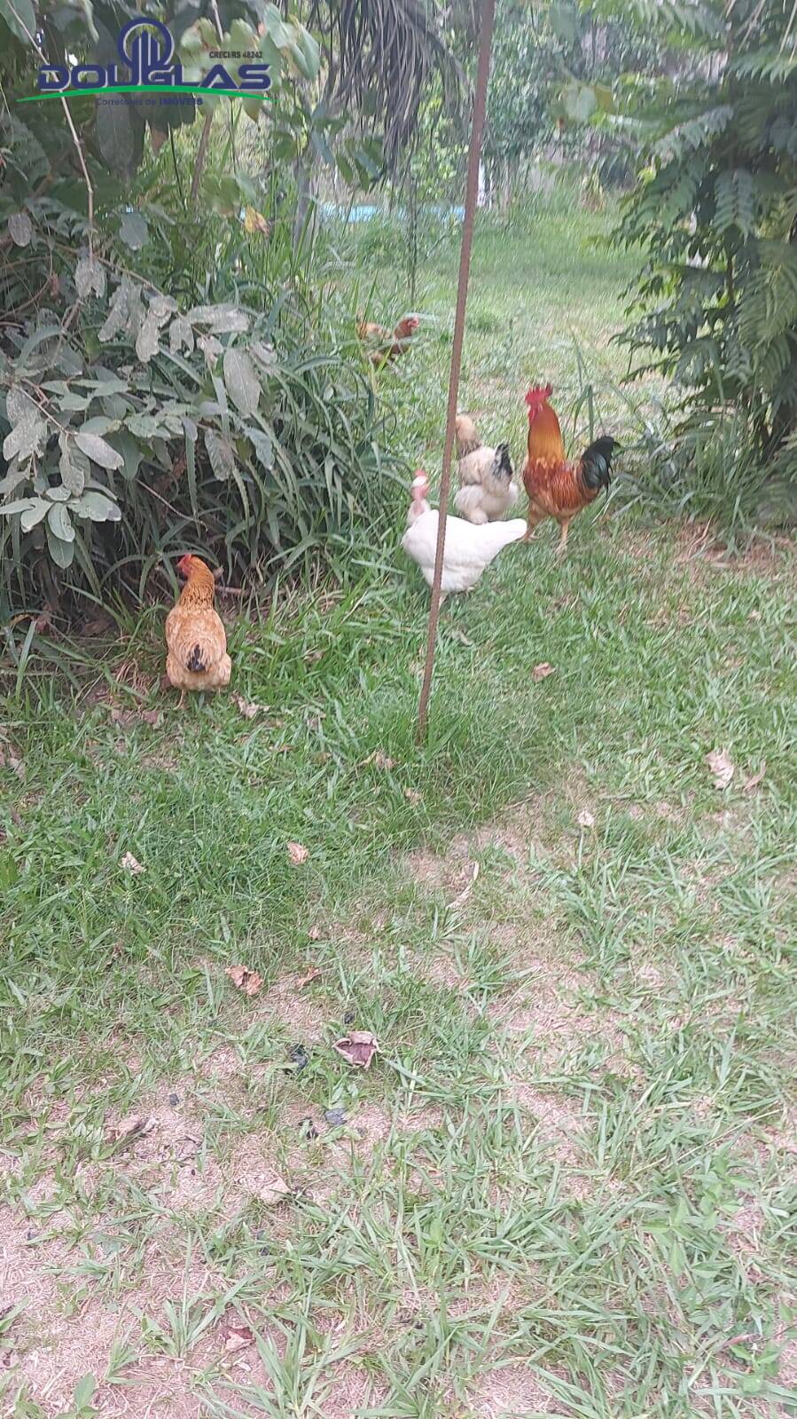 Casa, 3 quartos - Foto 25