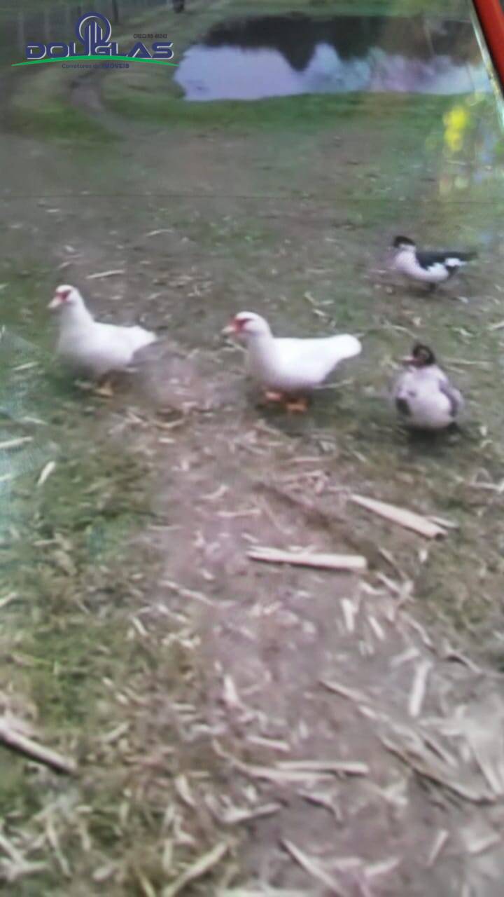 Terreno, 8000 m² - Foto 13