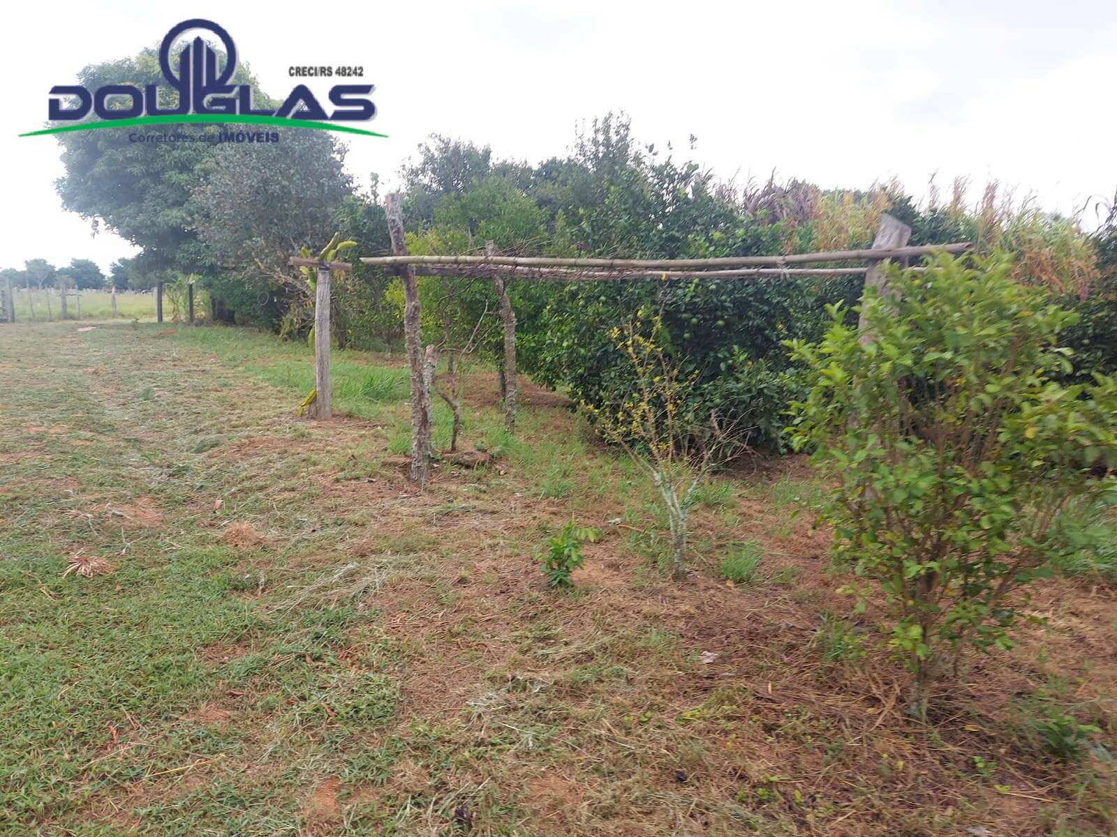 Terreno, 2 hectares - Foto 4