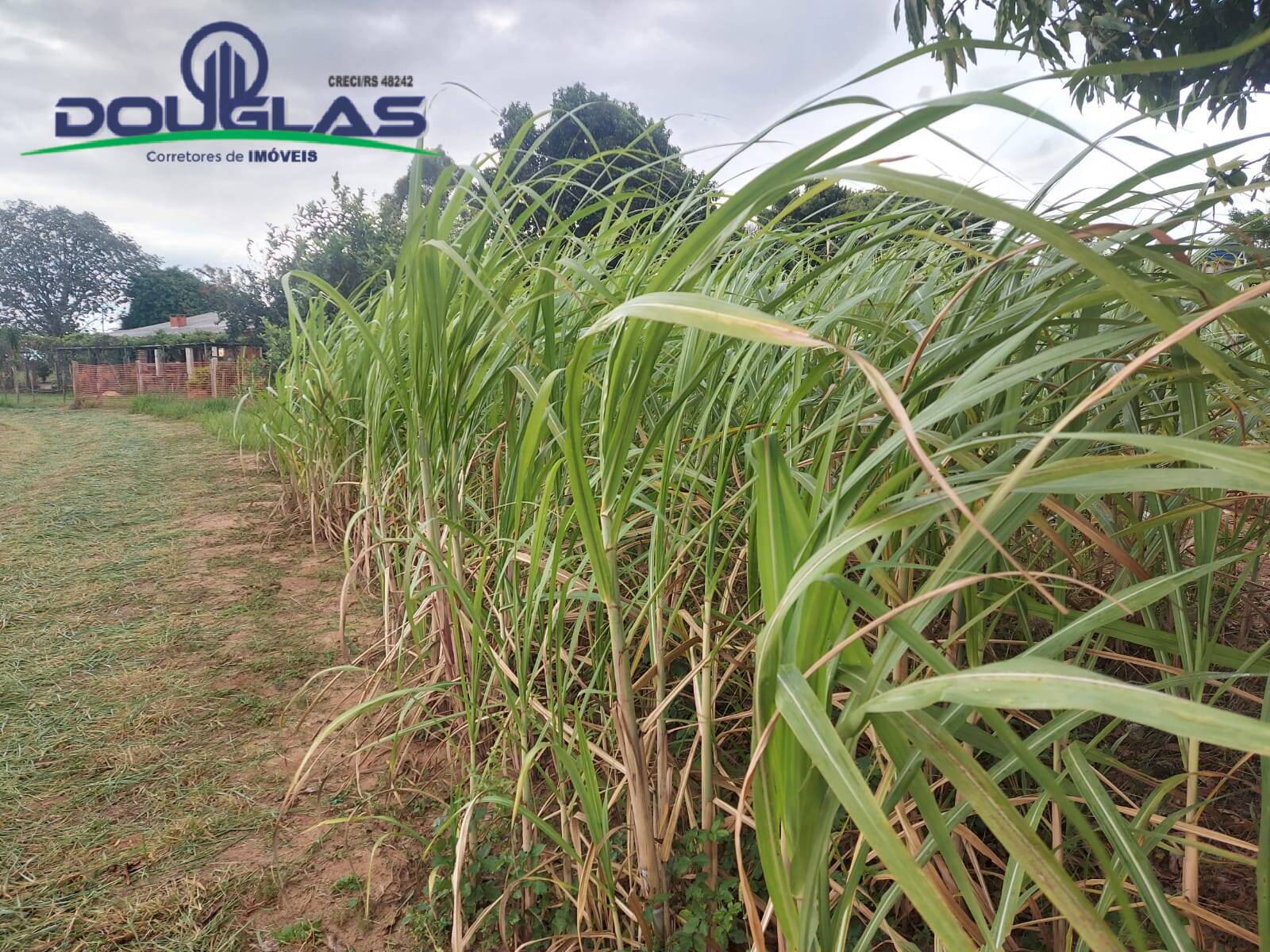 Terreno, 2 hectares - Foto 10