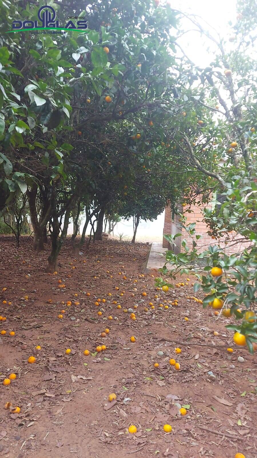 Sítio, 3 quartos, 2 hectares - Foto 27