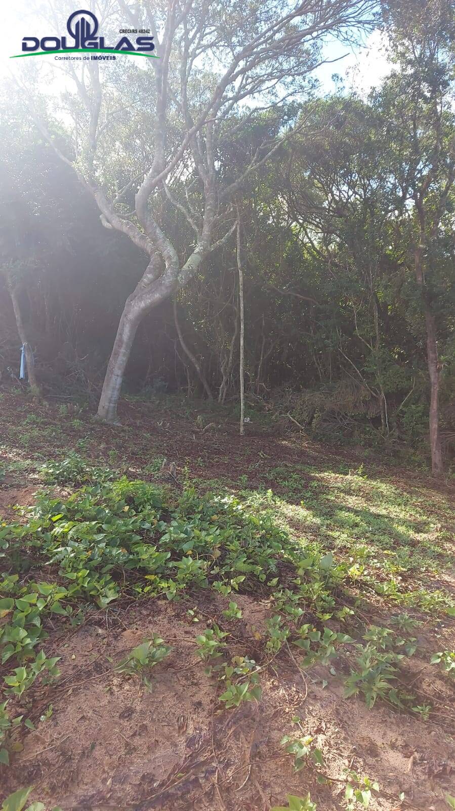 Chácara à venda com 2 quartos, 204080m² - Foto 18