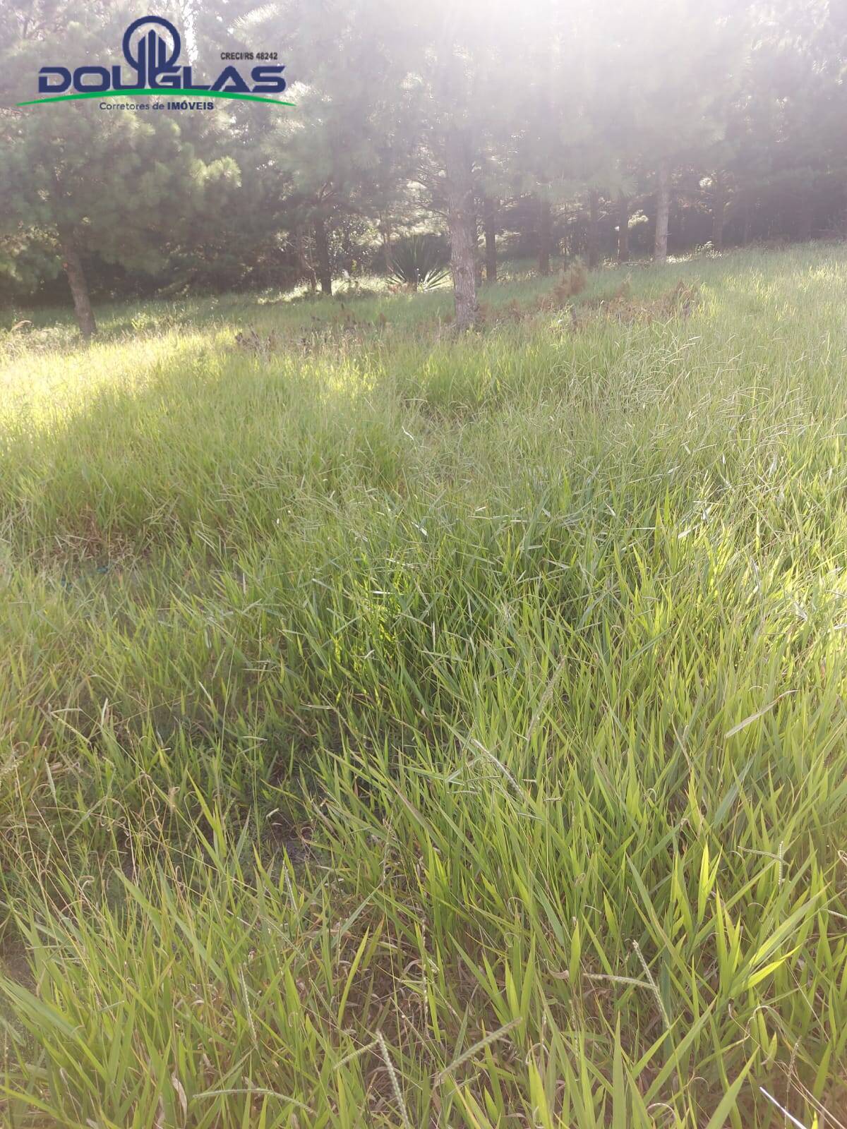 Terreno, 4500 m² - Foto 6