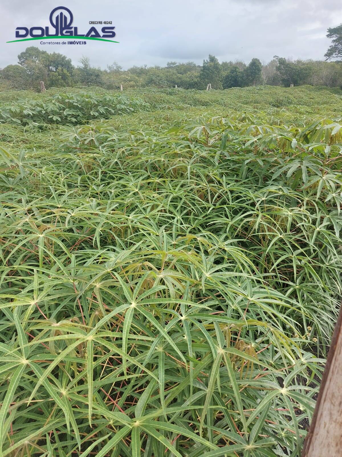 Terreno, 4500 m² - Foto 21