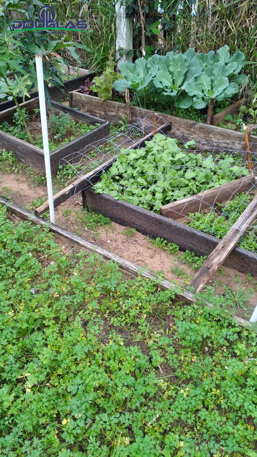 Casa, 4 quartos - Foto 11