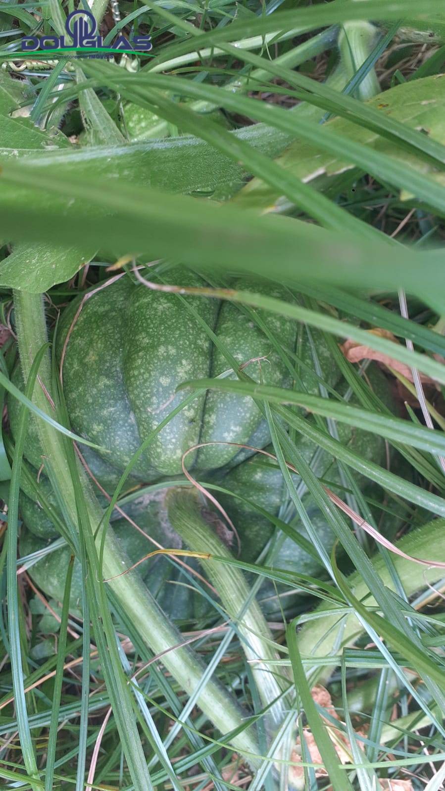 Casa, 2 quartos - Foto 10