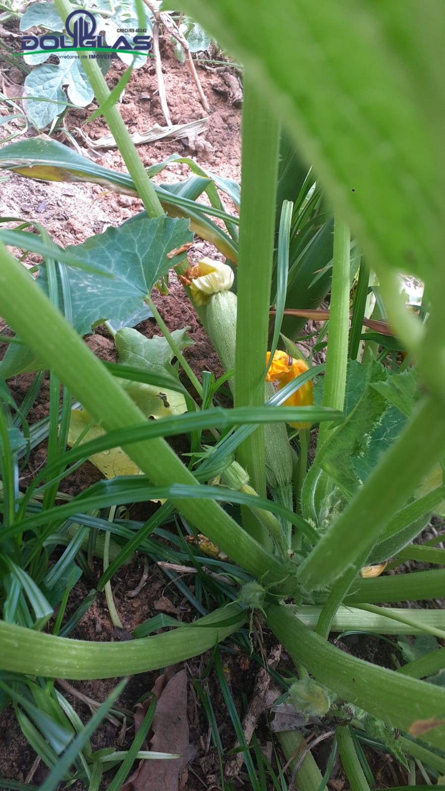 Casa, 2 quartos - Foto 11