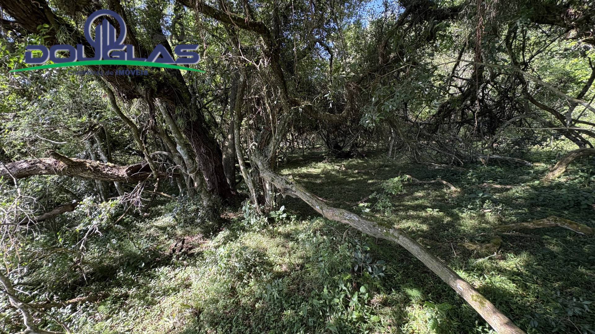 Terreno, 6 hectares - Foto 9