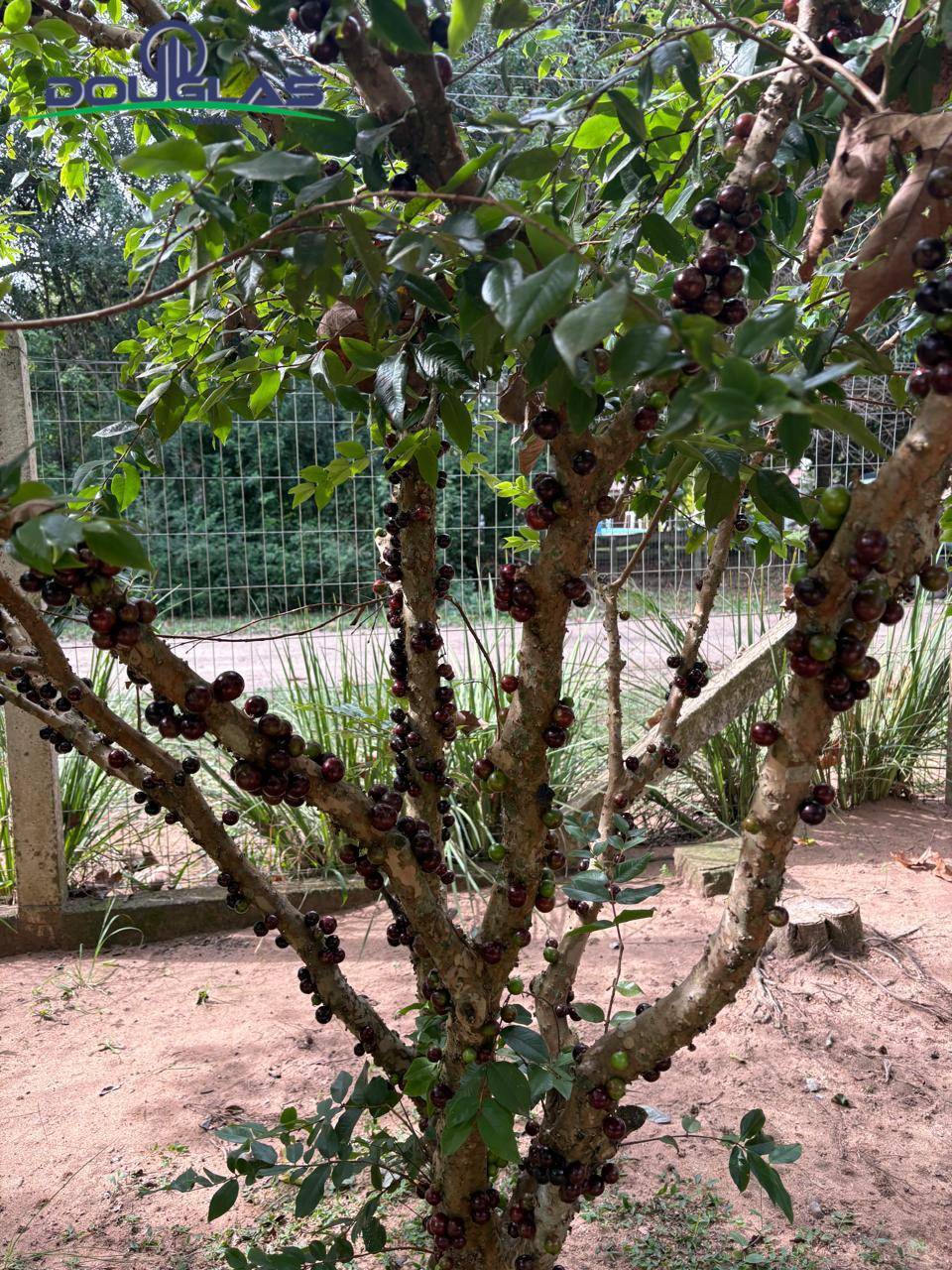 Casa, 2 quartos - Foto 21