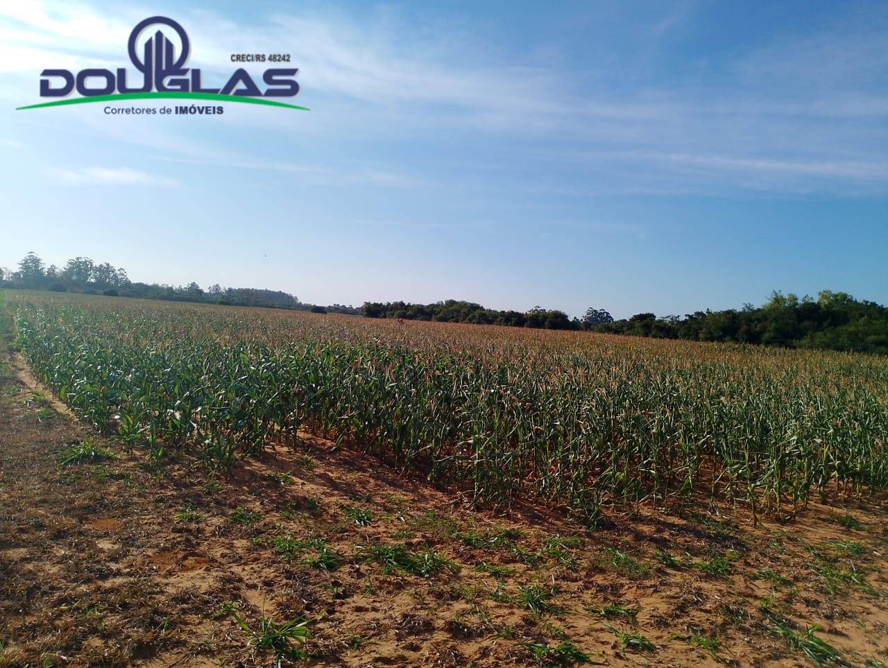 Terreno, 4 hectares - Foto 14