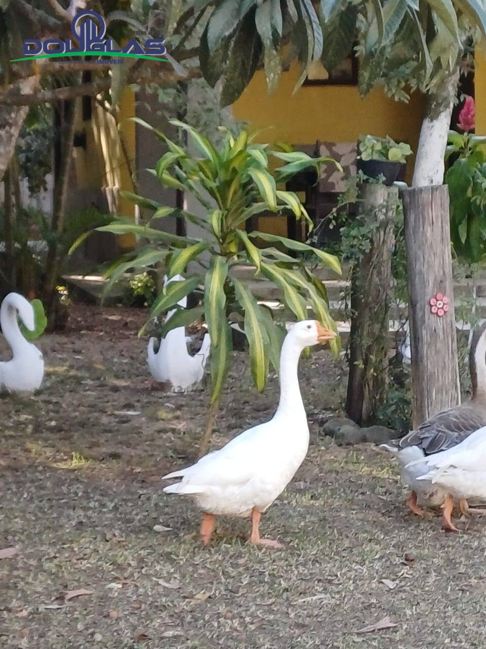 Casa, 4 quartos - Foto 64