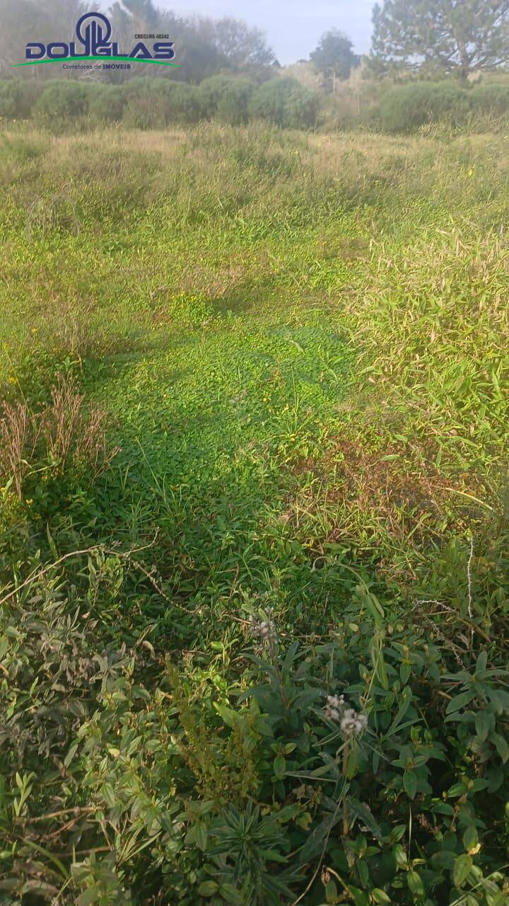 Terreno, 3 hectares - Foto 7
