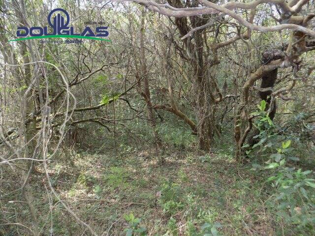 Chácara à venda com 4 quartos, 200m² - Foto 31