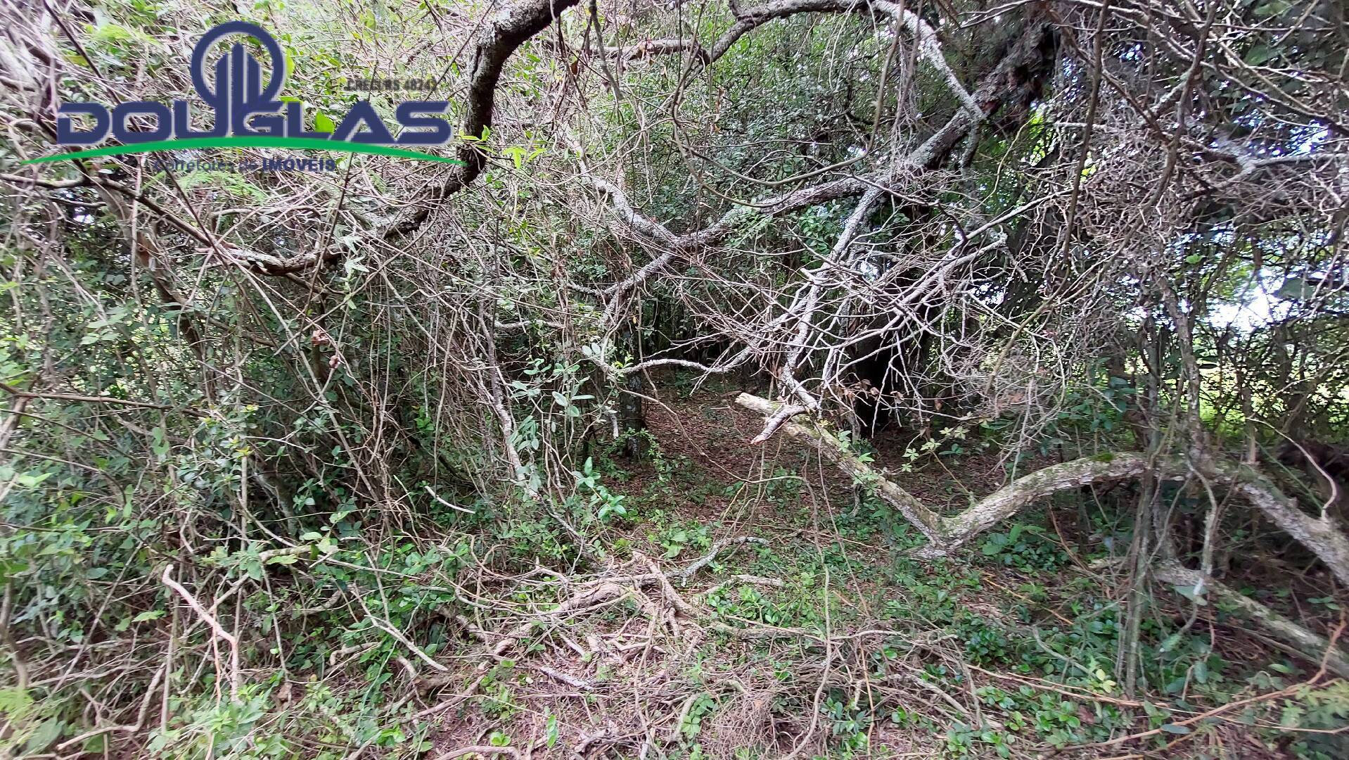 Chácara, 2 quartos, 5000 m² - Foto 7